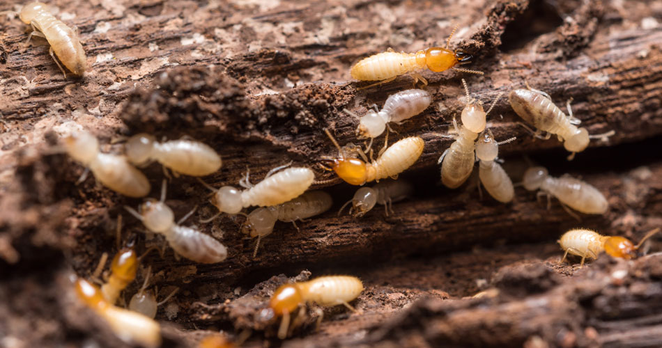 termite Wood Infestation